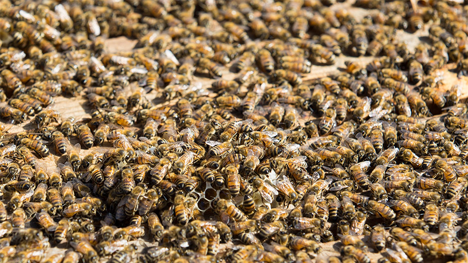 close up of full honey comb with bees working