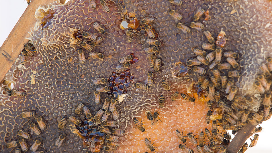 close up of honey bees working on hive