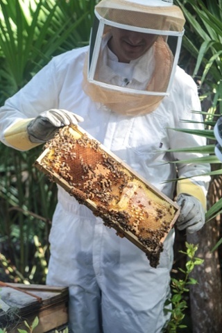Chef Daven - Honey harvest at Omni Amelia Island